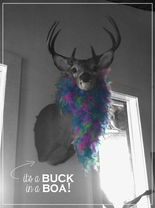 buck-in-a-boa