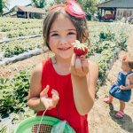 annual, strawberry pickin’